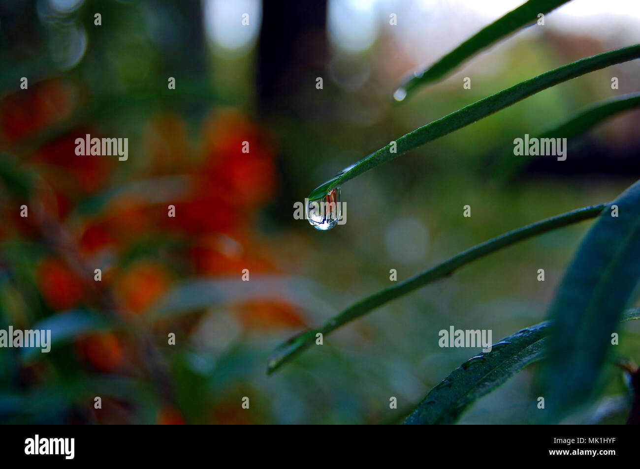 Water drop from green leaf on summer background Stock Photo - Alamy