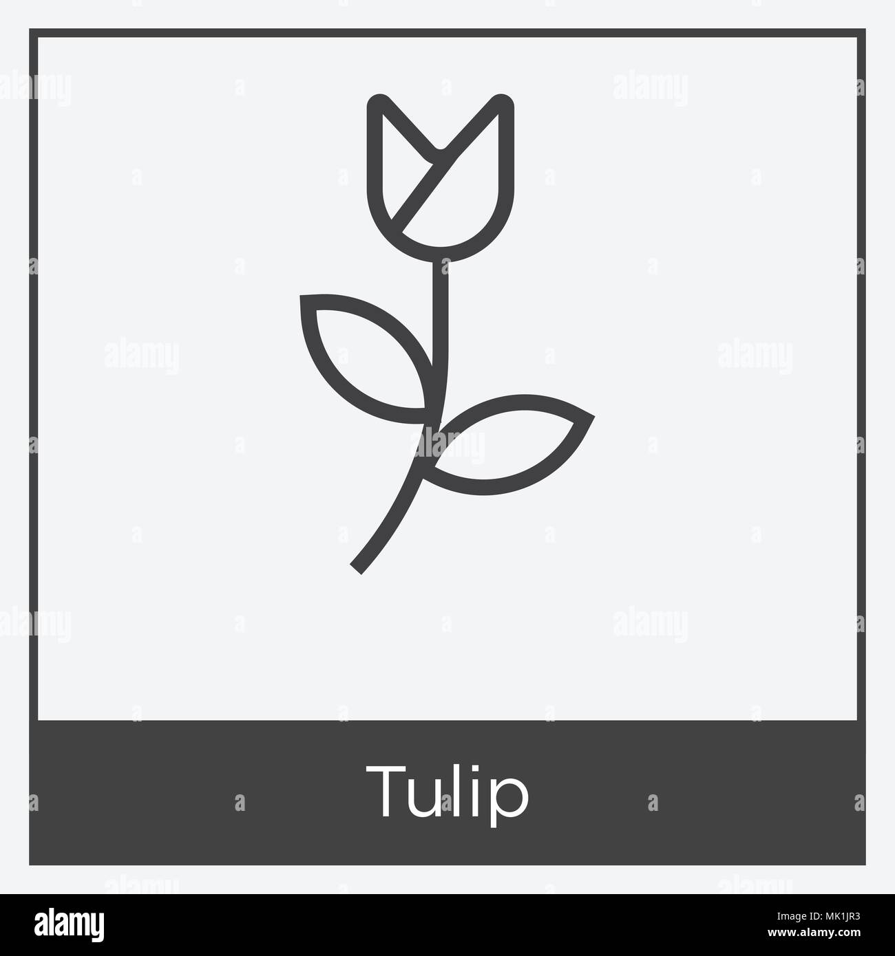 Tulip icon isolated on white background with gray frame, sign and ...
