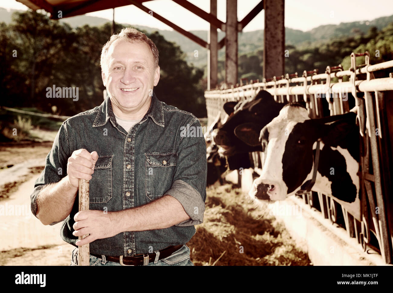 Smiling male farmer posing against background of cows in stall Stock ...