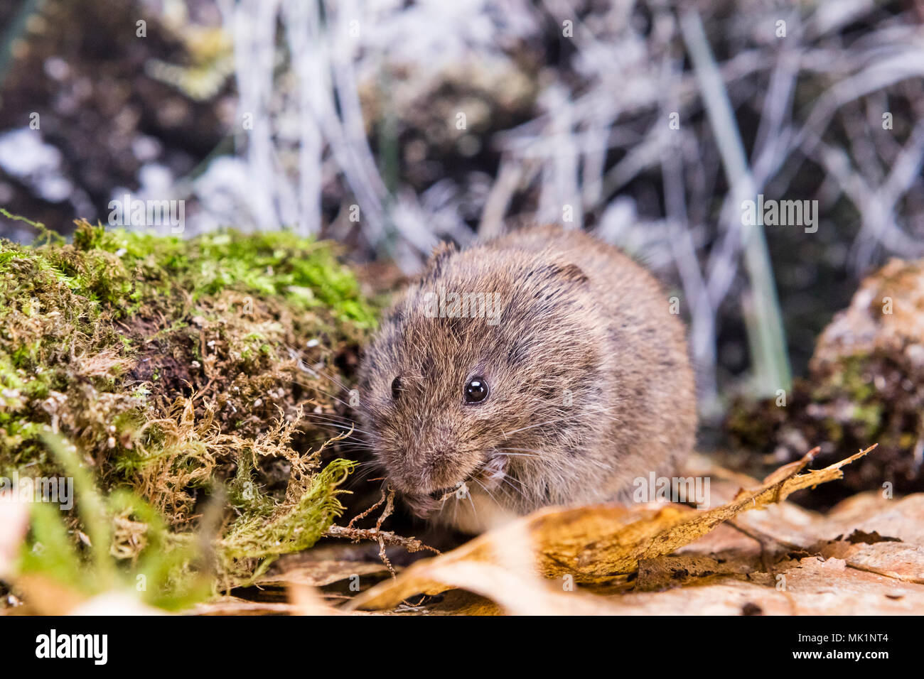 a field vole (or short-tailed vole) photographed in a studio set up ...