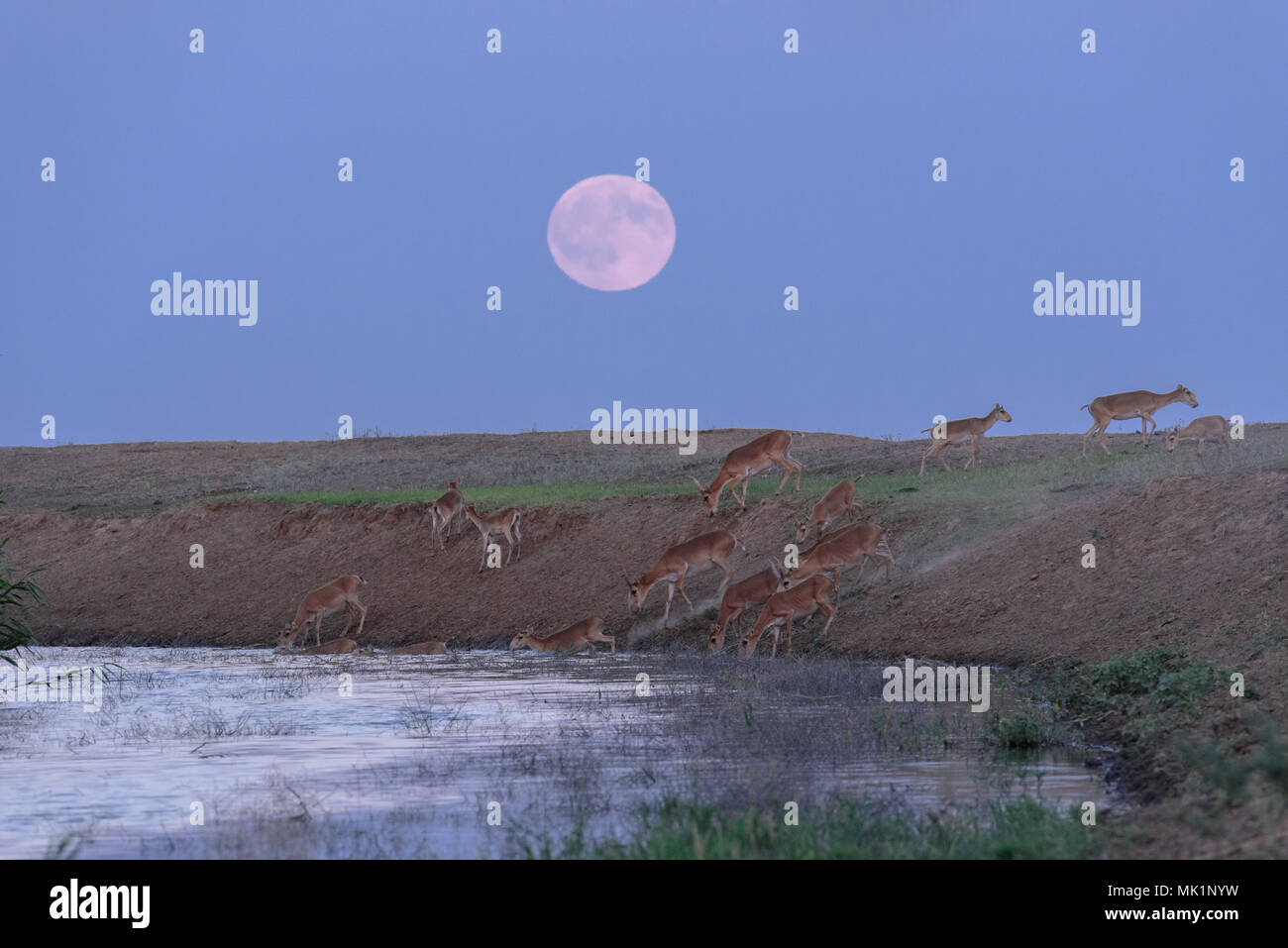 Saiga Tatarica Tatarica High Resolution Stock Photography and Images ...