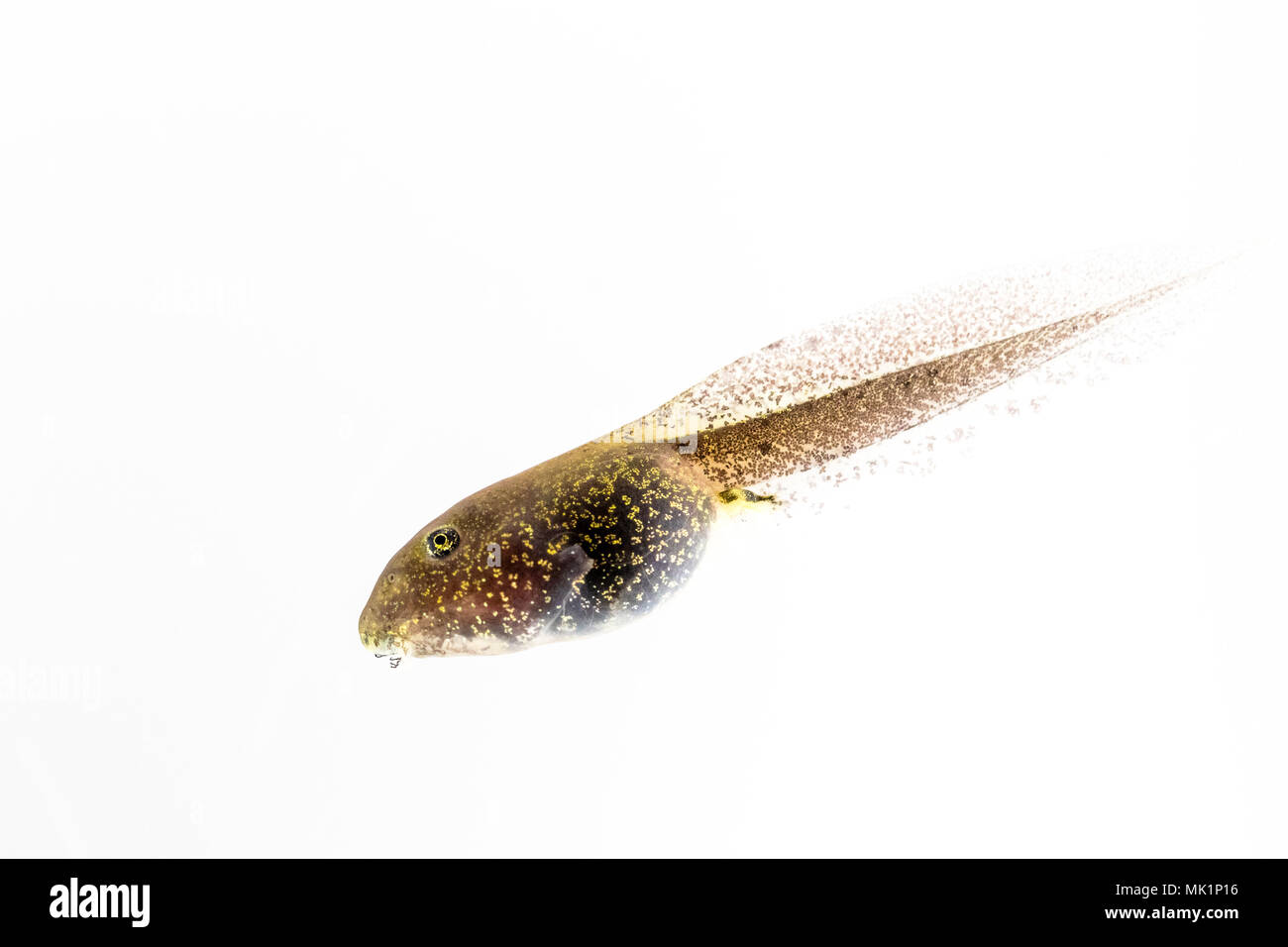 Tadpoles of the common frog showing development of hind legs Stock