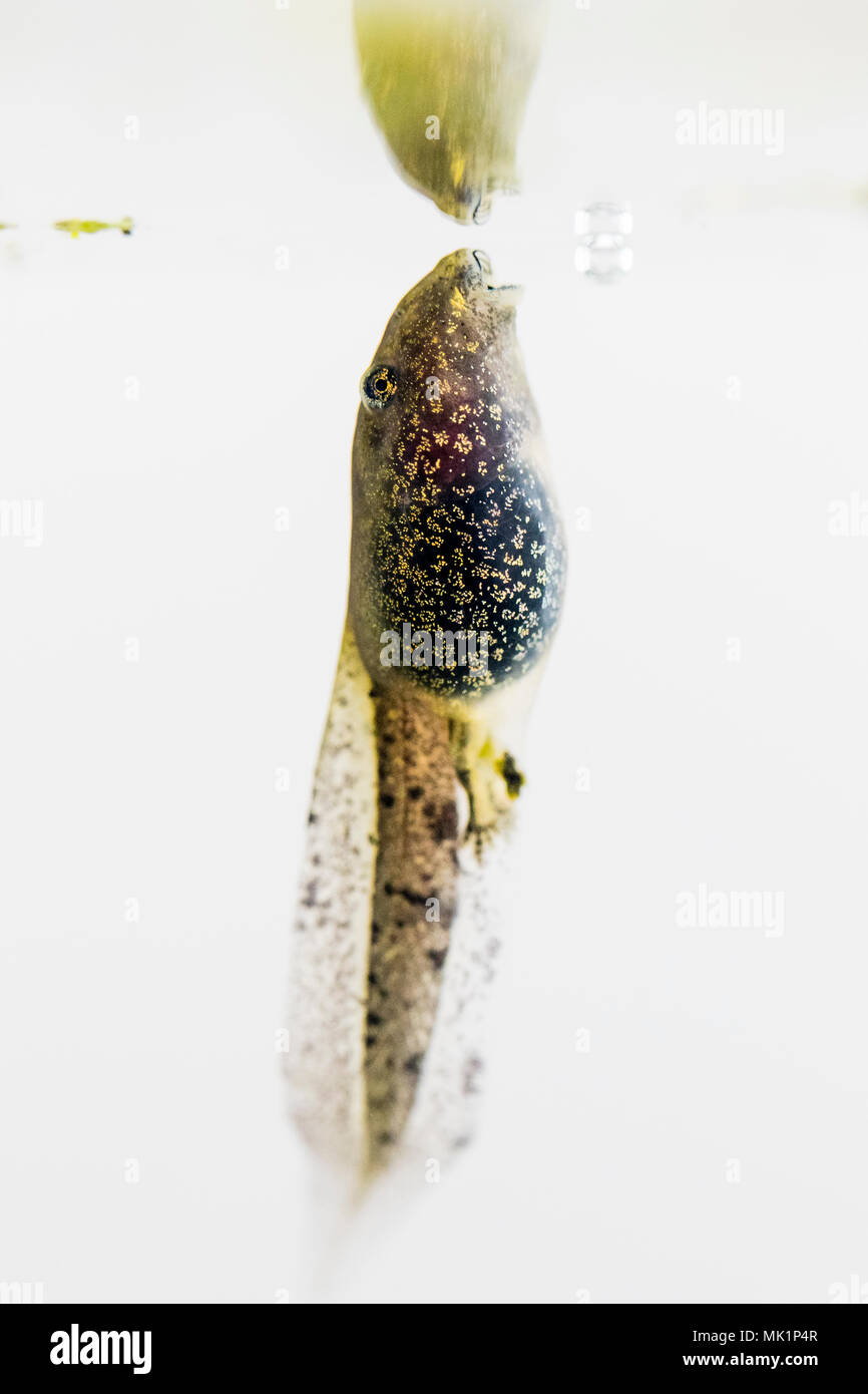 Tadpoles of the common frog showing development of hind legs Stock