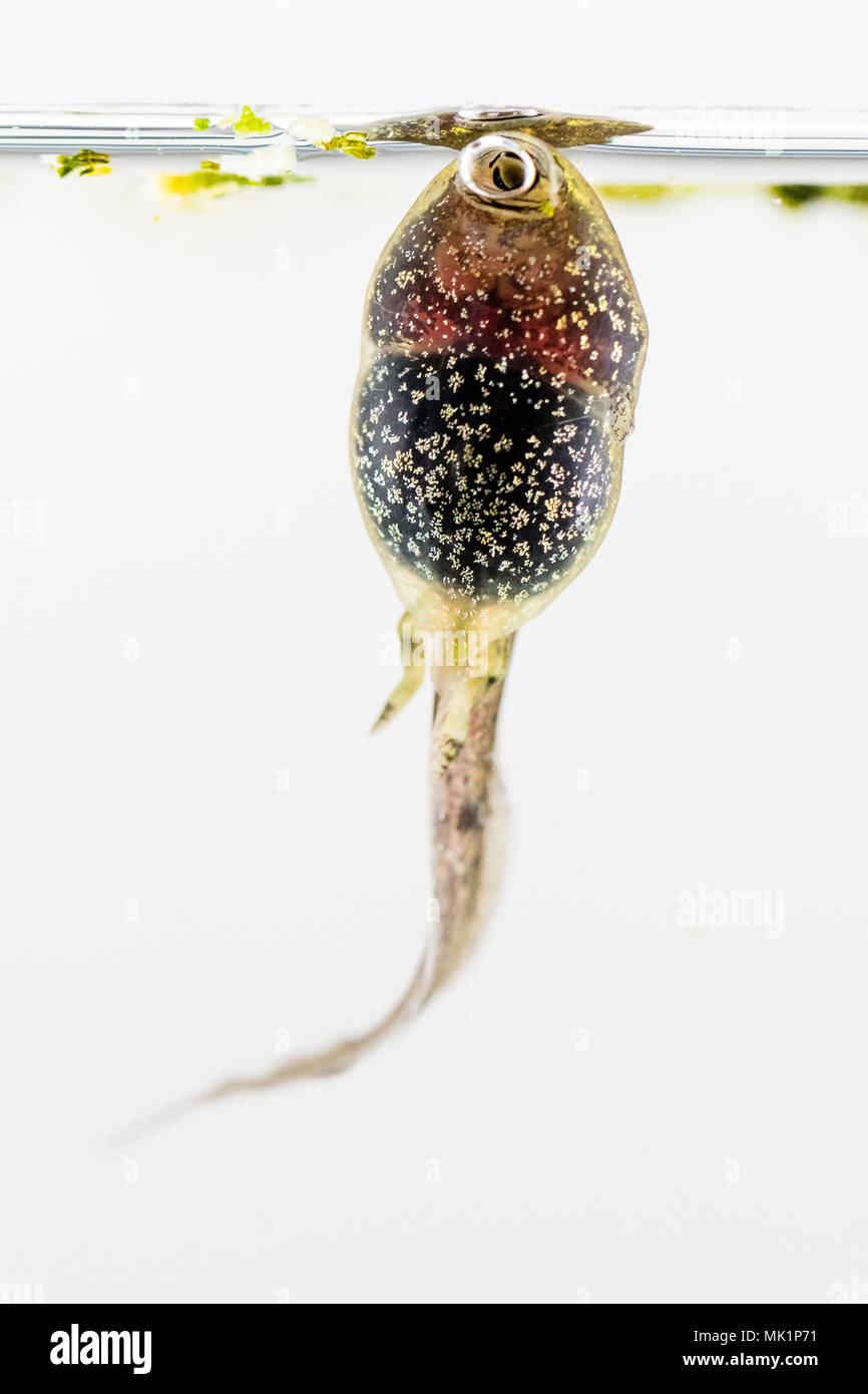 Tadpoles of the common frog showing development of hind legs Stock