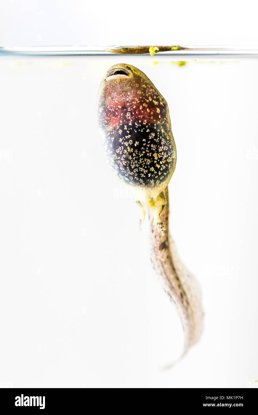 Tadpoles of the common frog showing development of hind legs Stock
