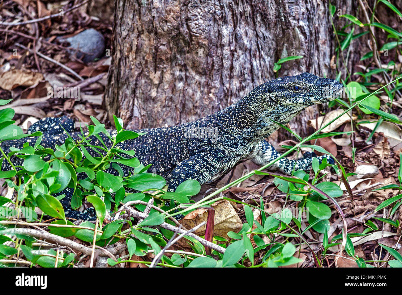 Hunting Monitor Lizard (Varanus) Australia Stock Photo Alamy
