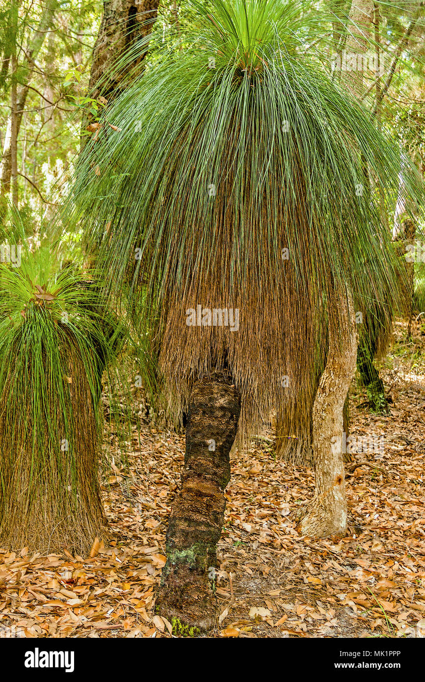 Grass Trees (Xanthorrhoea} Queensland Australia Stock Photo Alamy