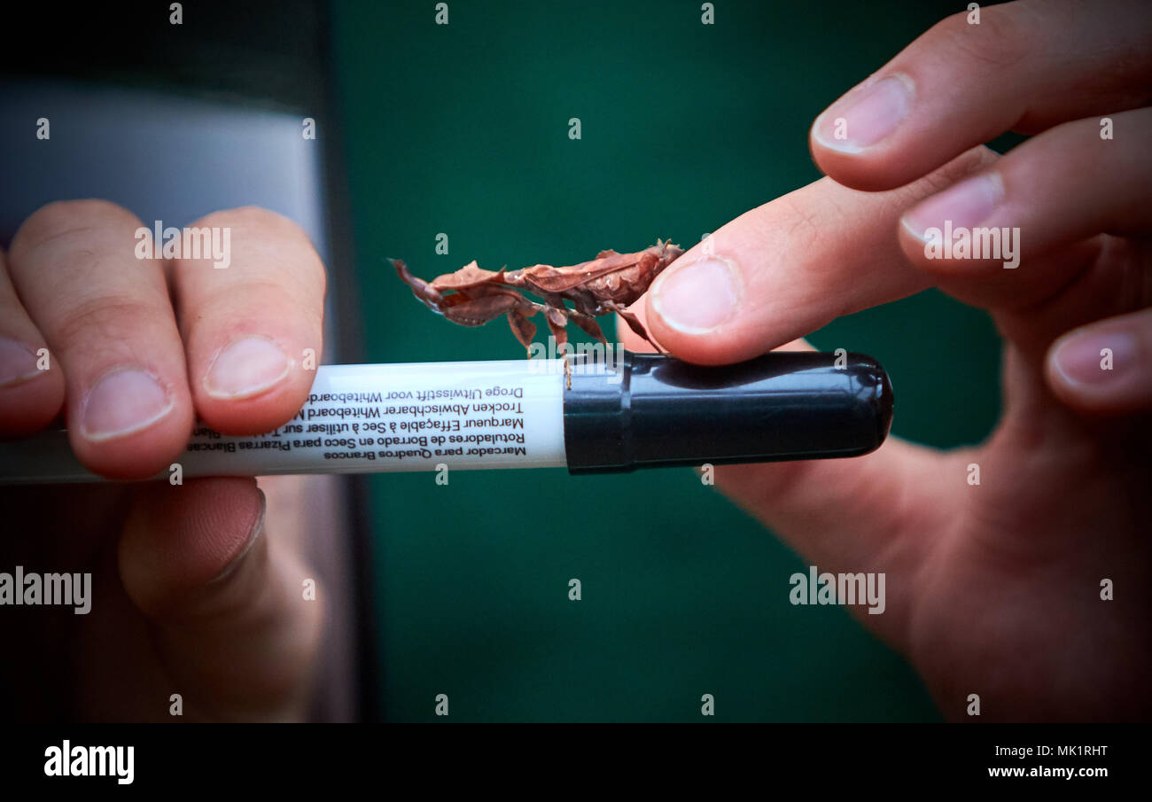 A keeper holds a ghost mantis during the annual animal stocktake at ZSL Whipsnade Zoo Stock Photo