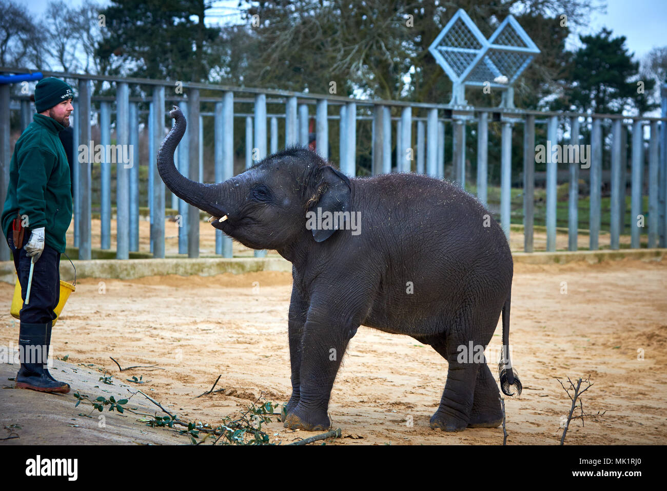 A keeper interacts with a baby Asian elephant during the annual animal stocktake at ZSL Whipsnade Zoo Stock Photo