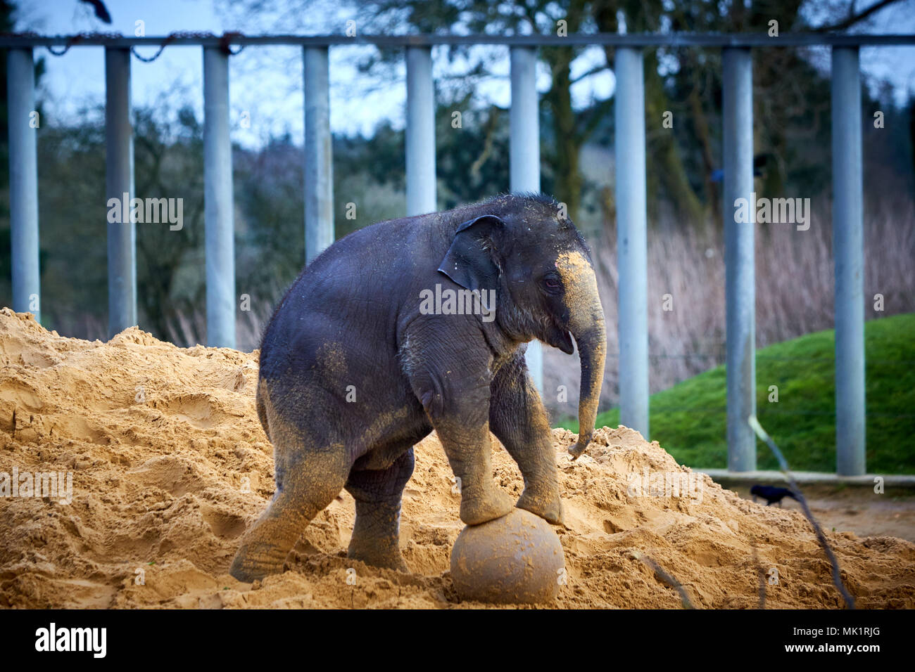 A baby Asian elephant during the annual animal stocktake at ZSL Whipsnade Zoo Stock Photo