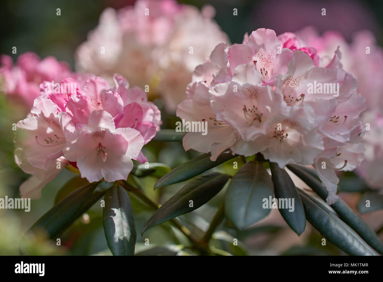 Pink Rhodos Pink rhododendron flowers close up pink rhododendron blossom close up ...