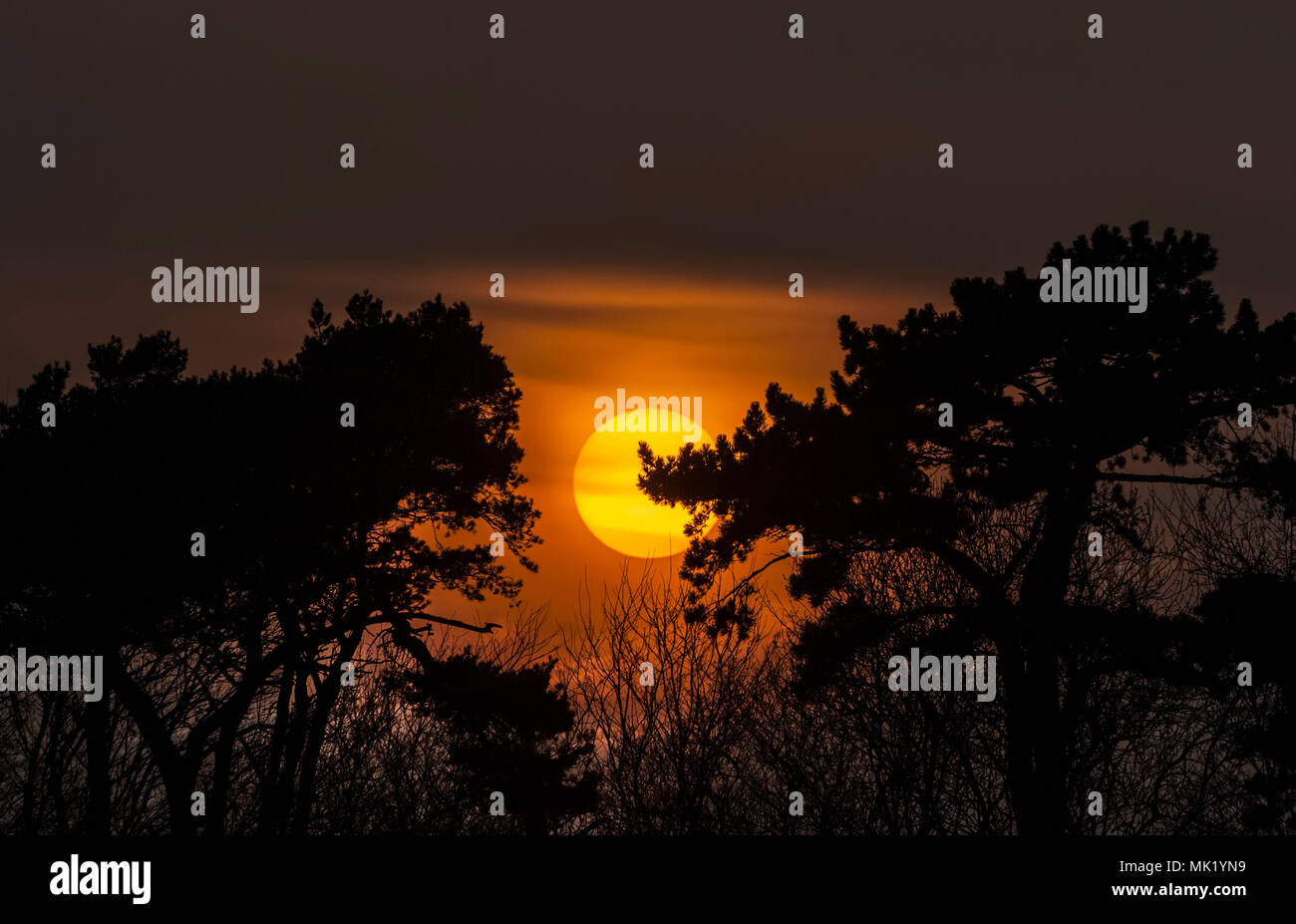 Sun setting between two trees in the Springtime Stock Photo