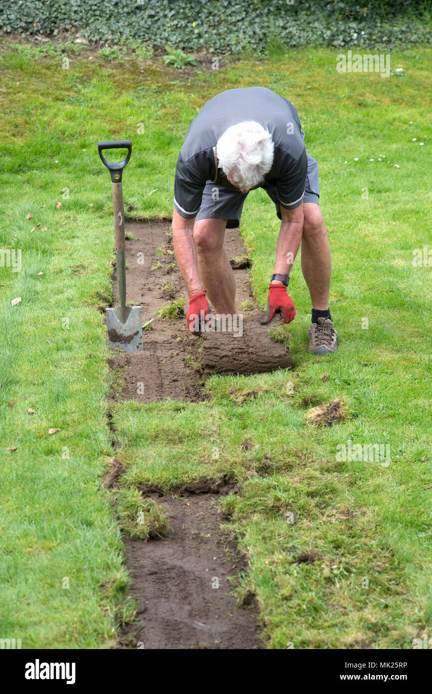 Man rolling cut turf from lawn Three Bees Community Garden April 2018 Mickleton Cotswolds UK Stock Photo