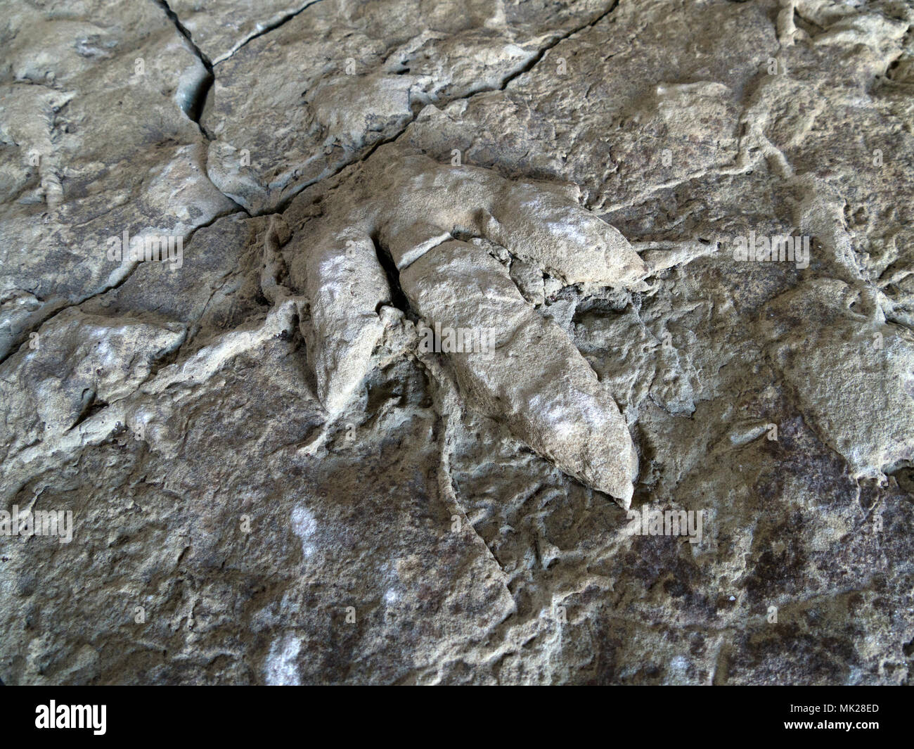 Fossilised adult & young ornithopod dinosaur footprints found in rock slab on Skye and now in Staffin Dinosaur museum, Isle of Skye, Scotland, UK Stock Photo