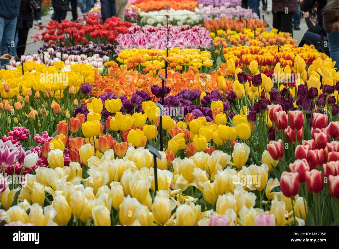 colorful tulips flowers blooming in a garden Stock Photo - Alamy