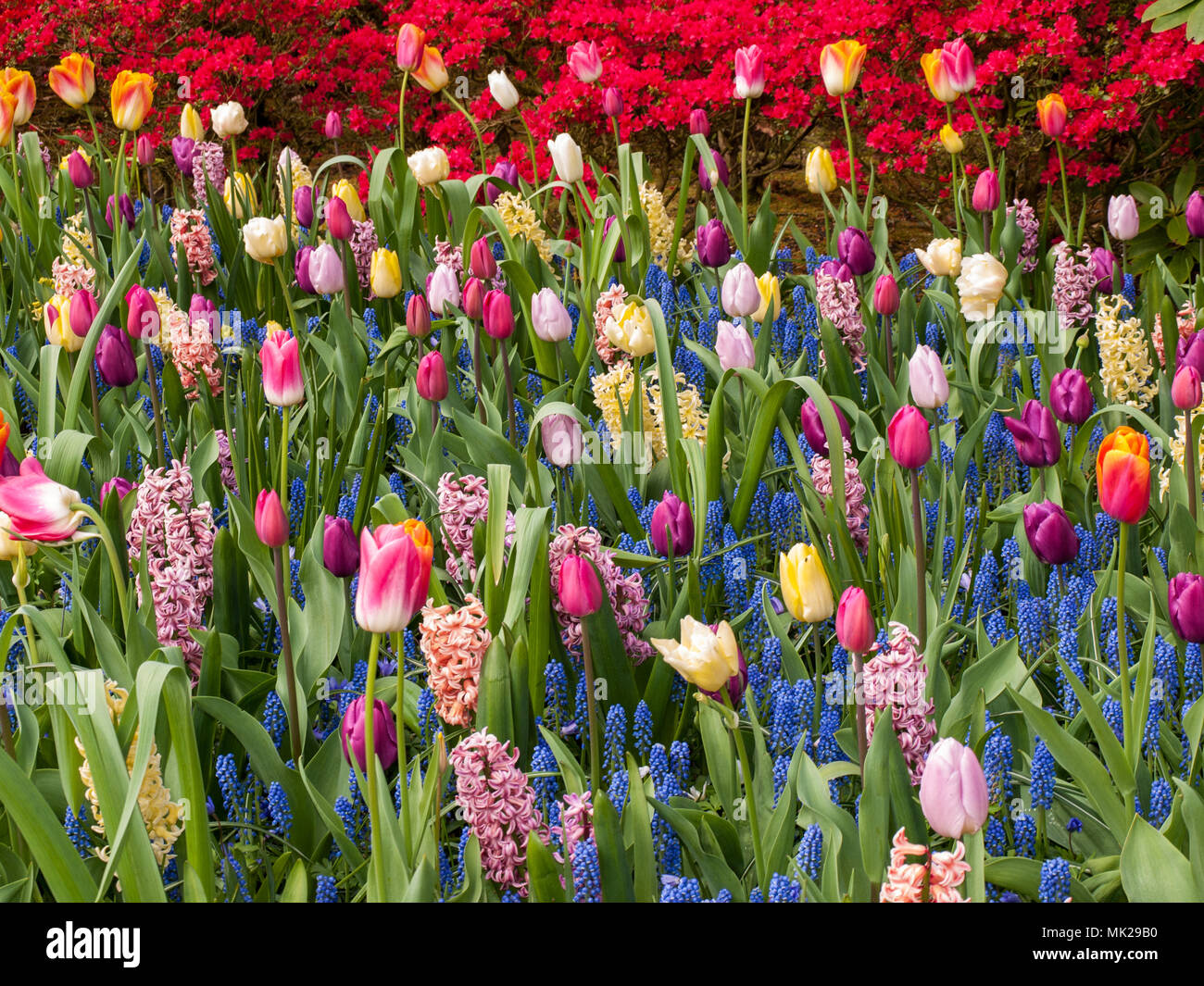 colorful tulips and hyacinths blooming in a garden Stock Photo - Alamy