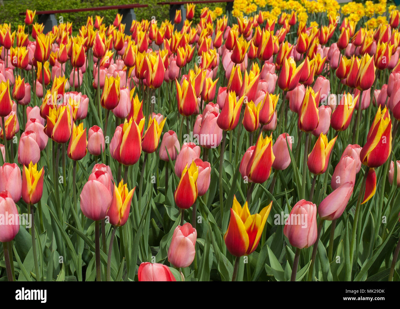 colorful tulips flowers blooming in a garden Stock Photo - Alamy