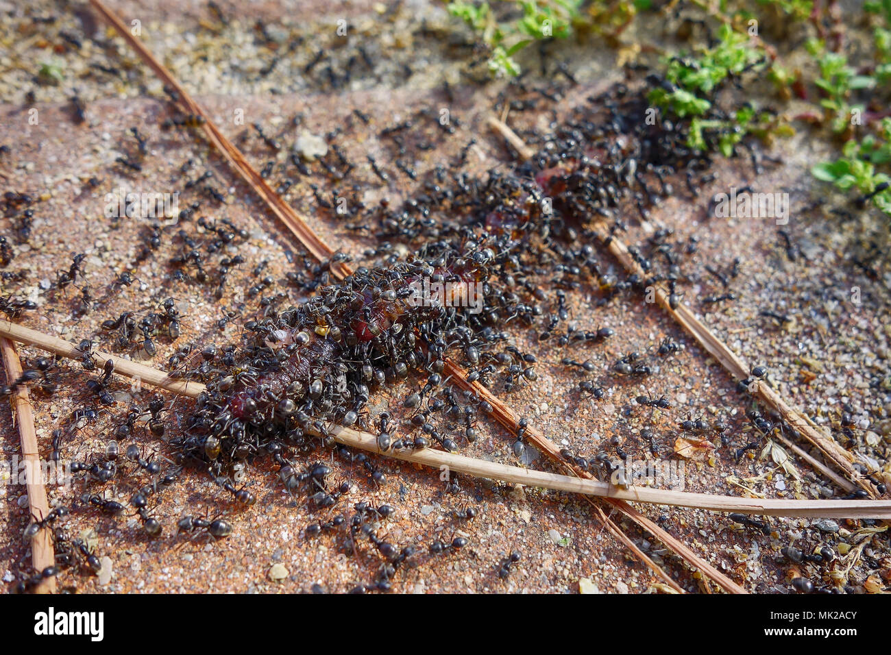 Group of ants eating worm close up Stock Photo Alamy