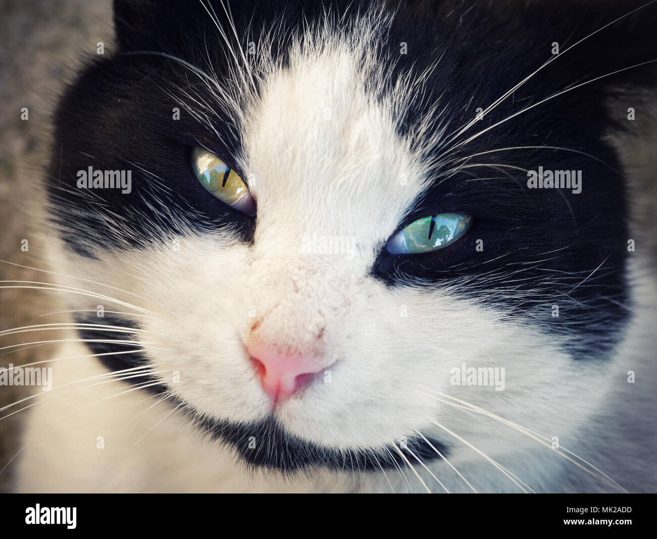 Black white Cat portrait close up Stock Photo - Alamy