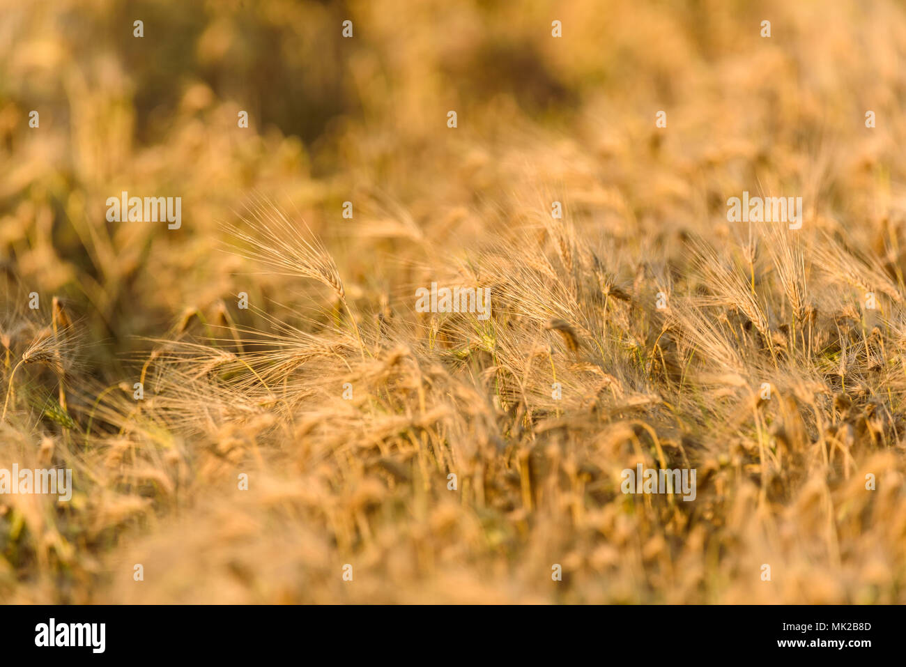 rye field background Stock Photo - Alamy