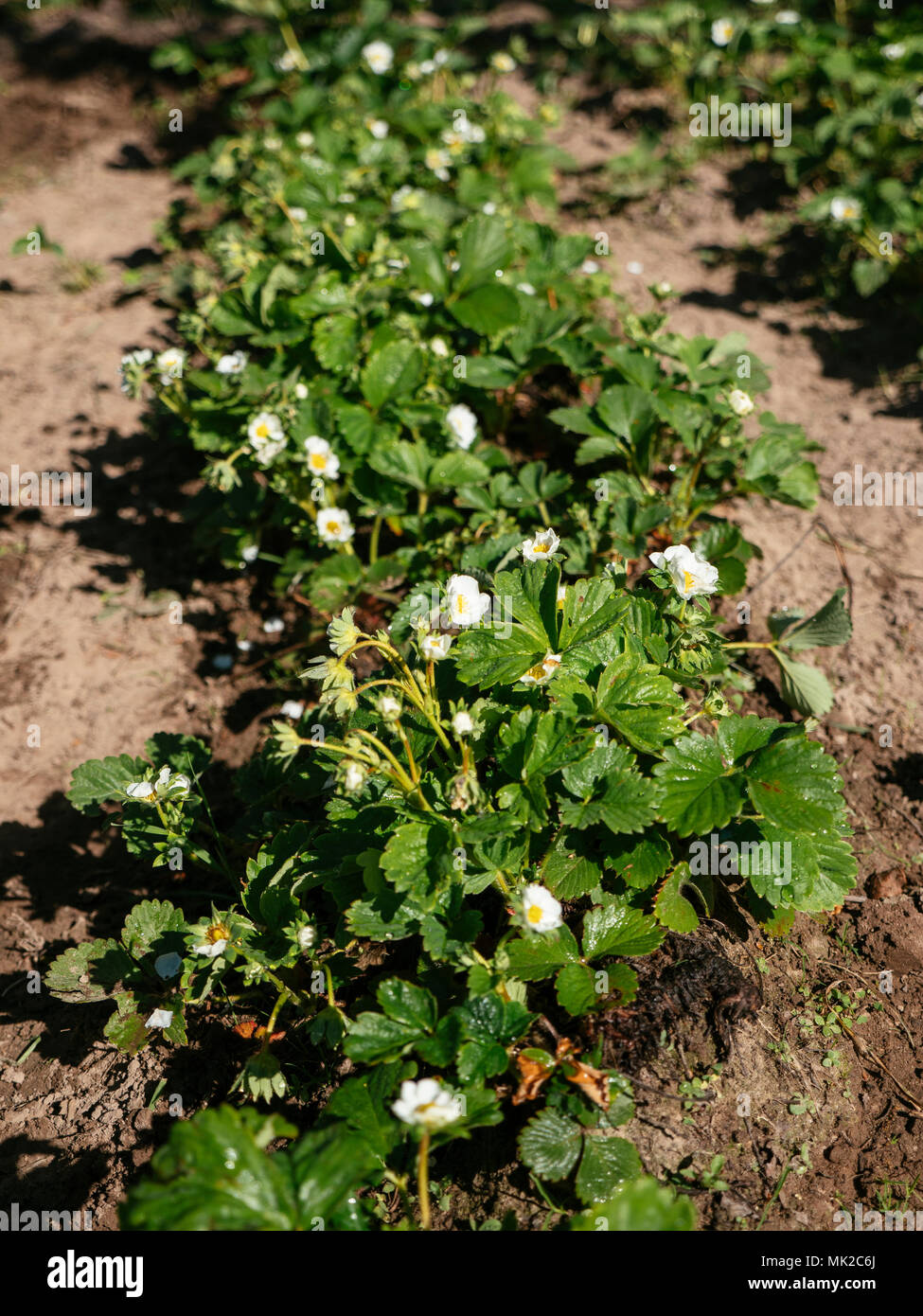 Row of flowering strawberries in a vegetable garden Stock Photo - Alamy