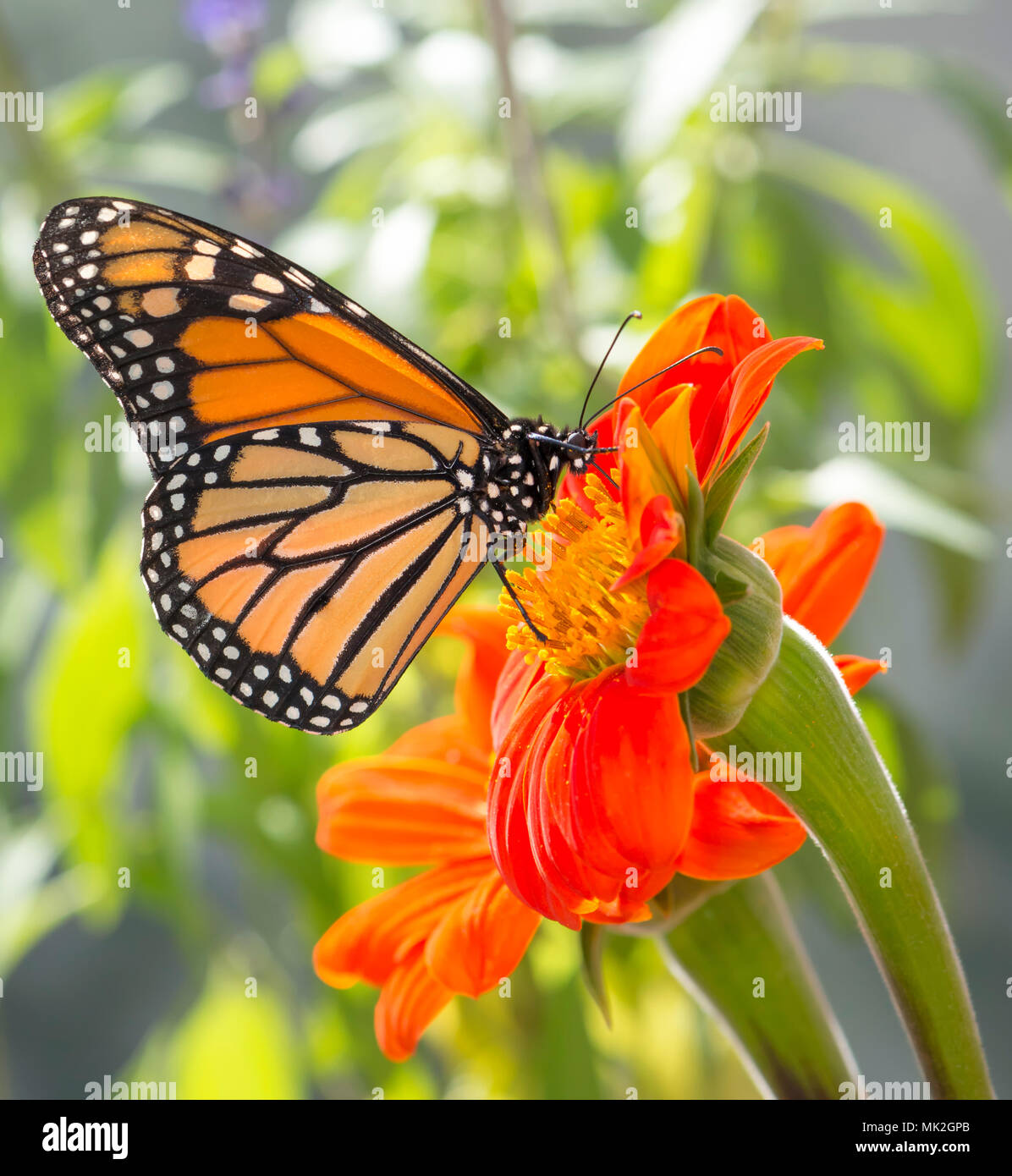 Monarch butterfly Danaus Plexippus feeding on a Tithonia flower with a ...