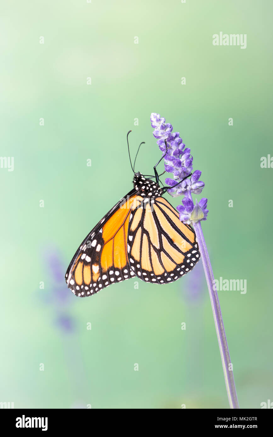 Monarch butterfly Danaus Plexippus feeding on a purple Salvia flower ...