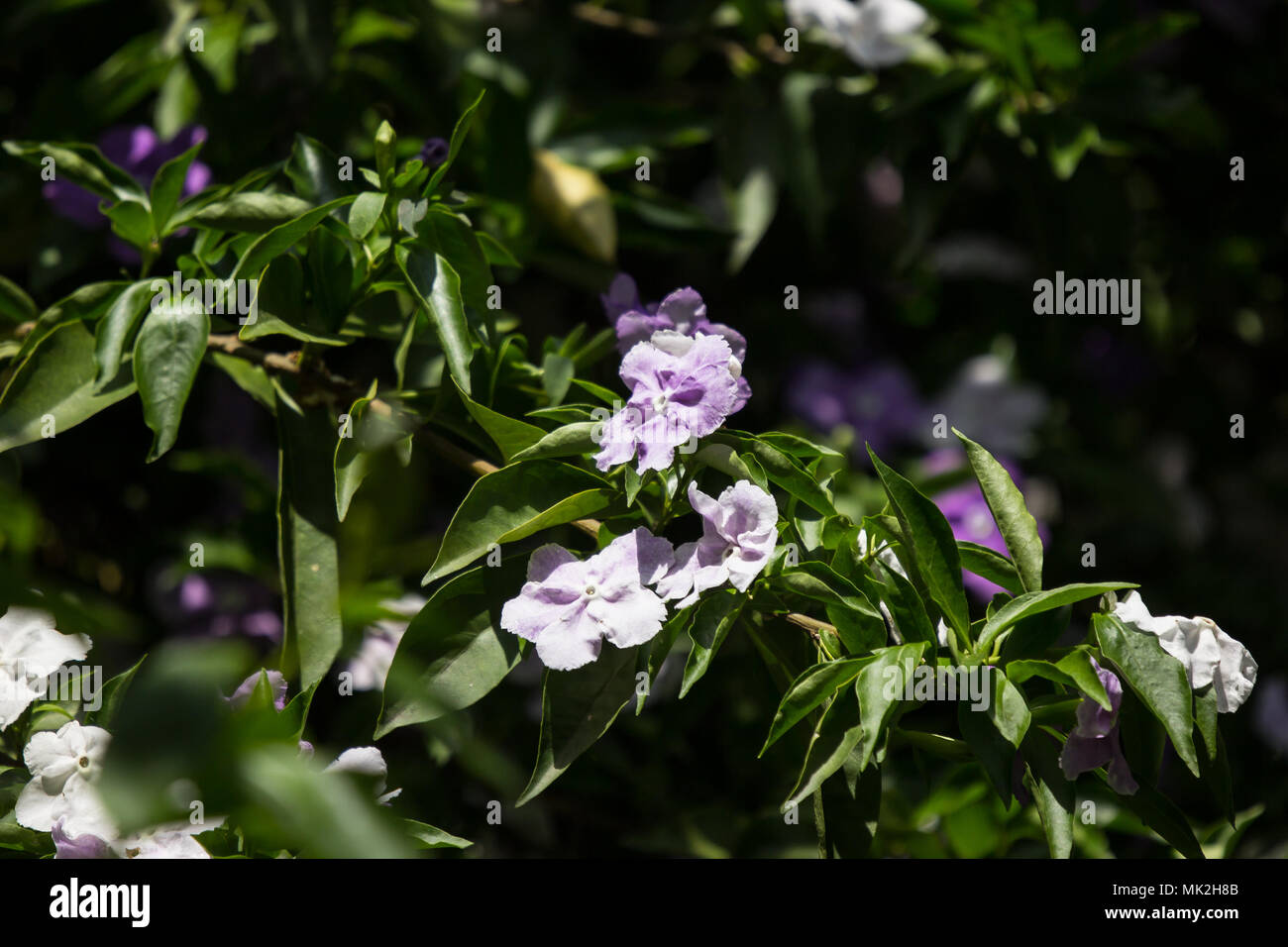 Closeup of Brunfelsia uniflora flower Stock Photo