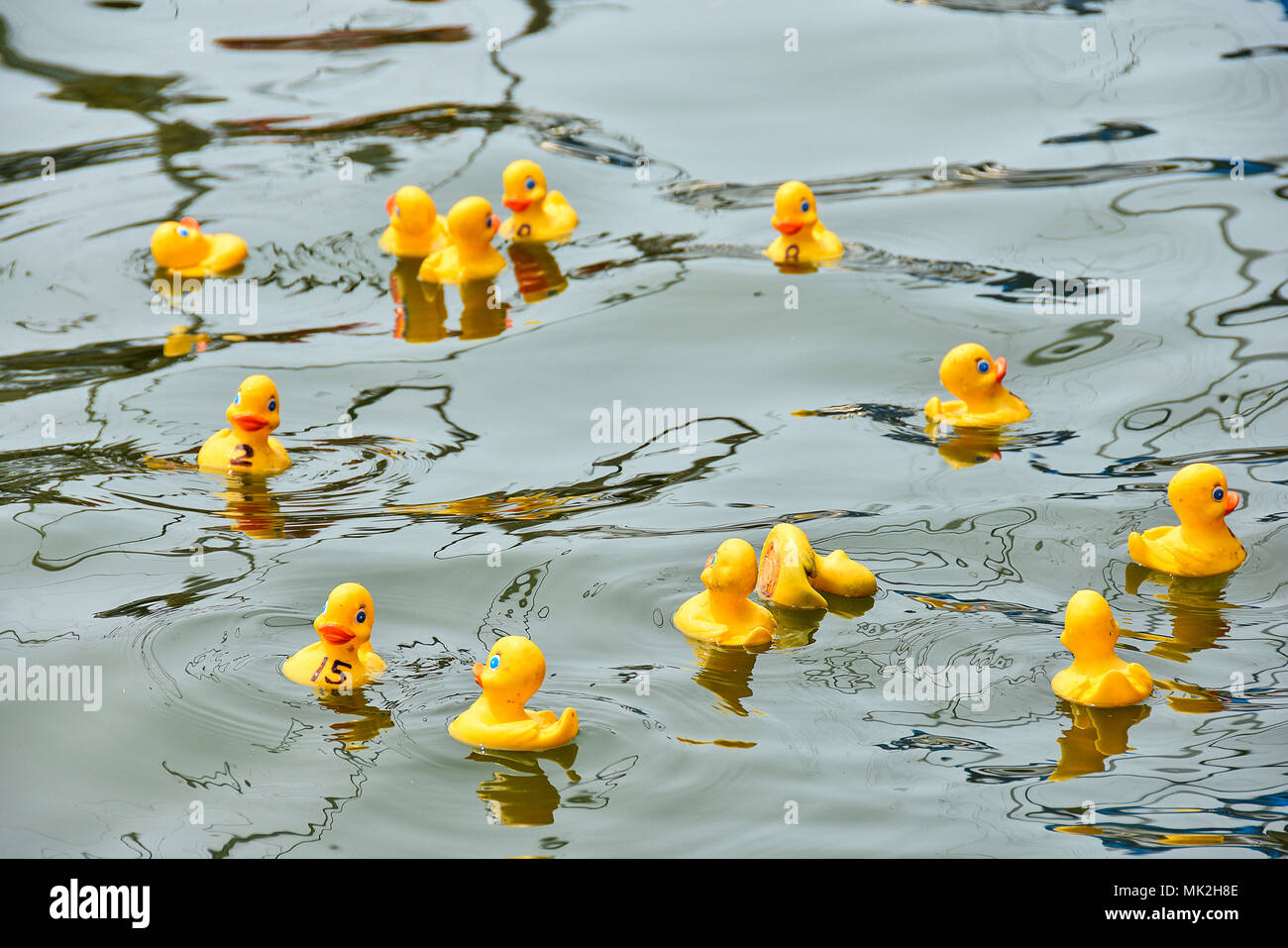 yellow rubber ducks in a duck race floating on a lake water Stock Photo -  Alamy