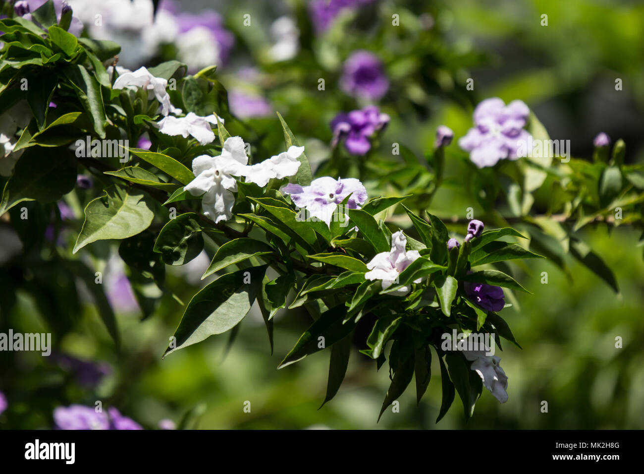 Closeup of Brunfelsia uniflora flower Stock Photo