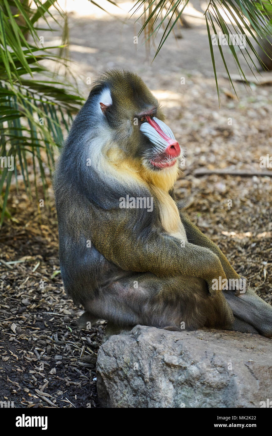 Mandrill Mandrillus sphinx from West Africa at the Adelaide Zoo, SA, Australia Stock Photo