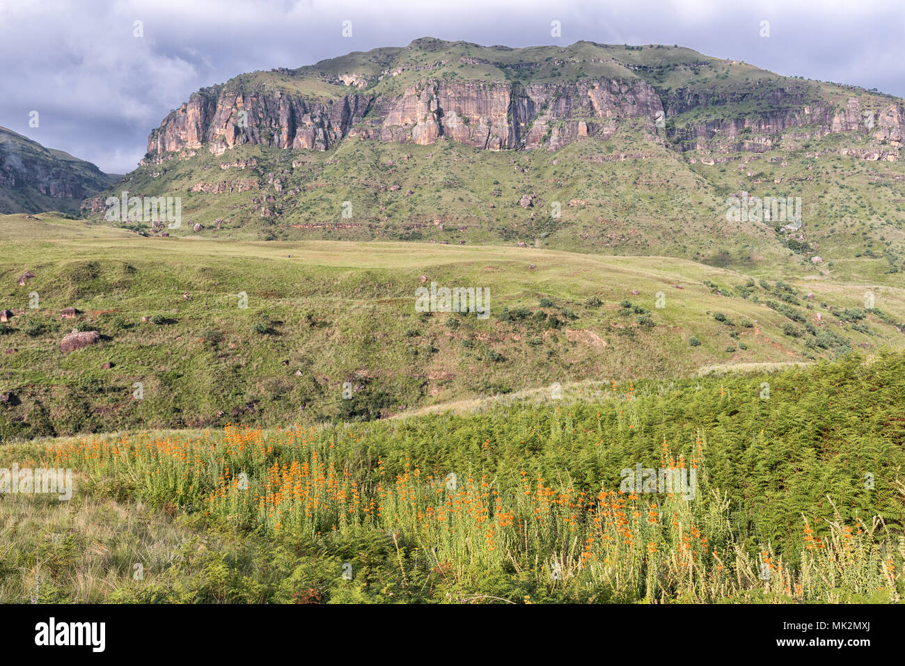 Orange flowers of the wild dagga, Leonotis leonurus, against a mountain backdrop at Injisuthi in the Drakensberg Stock Photo