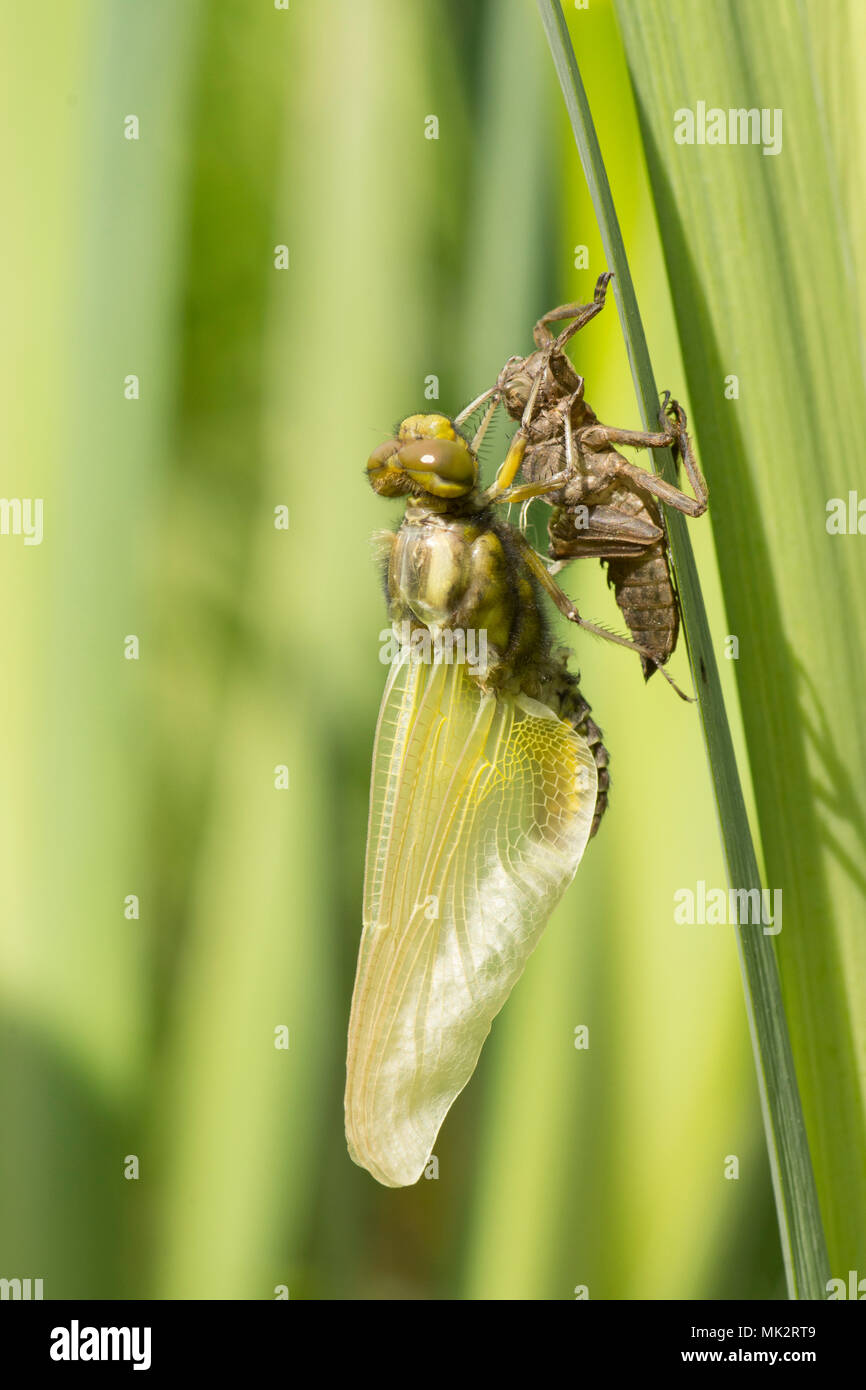 14 of 22. Adult Broad-bodied chaser dragonfly emerging from larval case. complete sequence. exuvia, exoskeleton, Libellula depressa, May, Sussex UK. Stock Photo