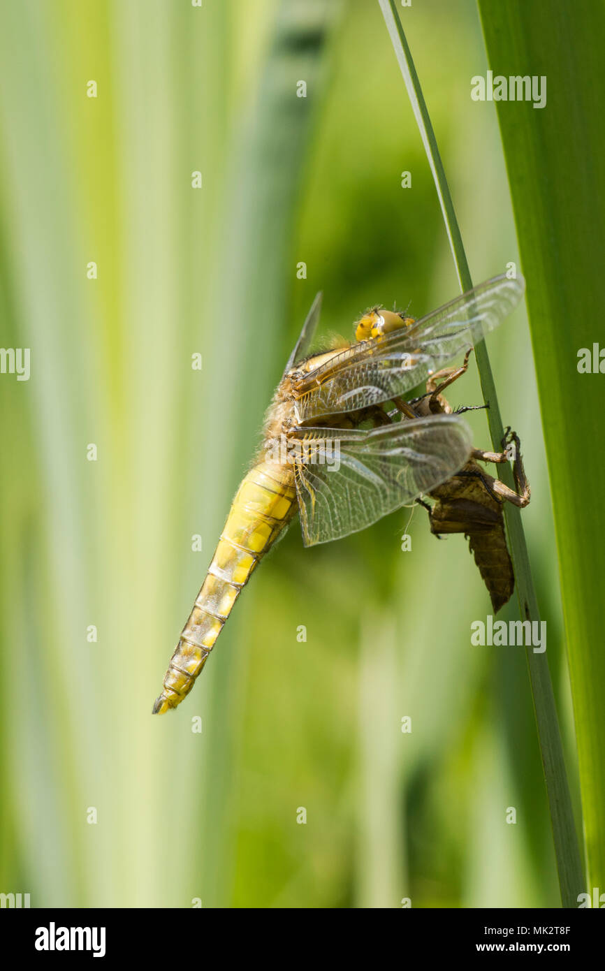 21 of 22. Adult Broad-bodied chaser dragonfly emerging from larval case. complete sequence. exuvia, exoskeleton, Libellula depressa, May, Sussex UK. Stock Photo