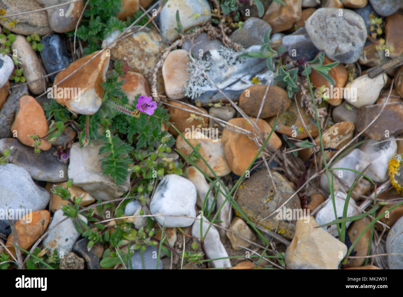 Common storksbill among pebbles on a beach in East Anglia, England, UK. Stock Photo