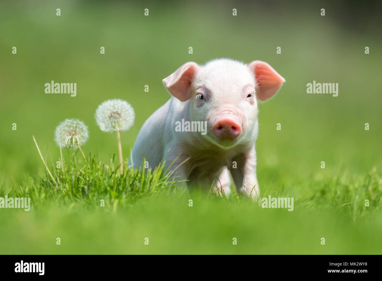 Newborn piglet on spring green grass on a farm Stock Photo