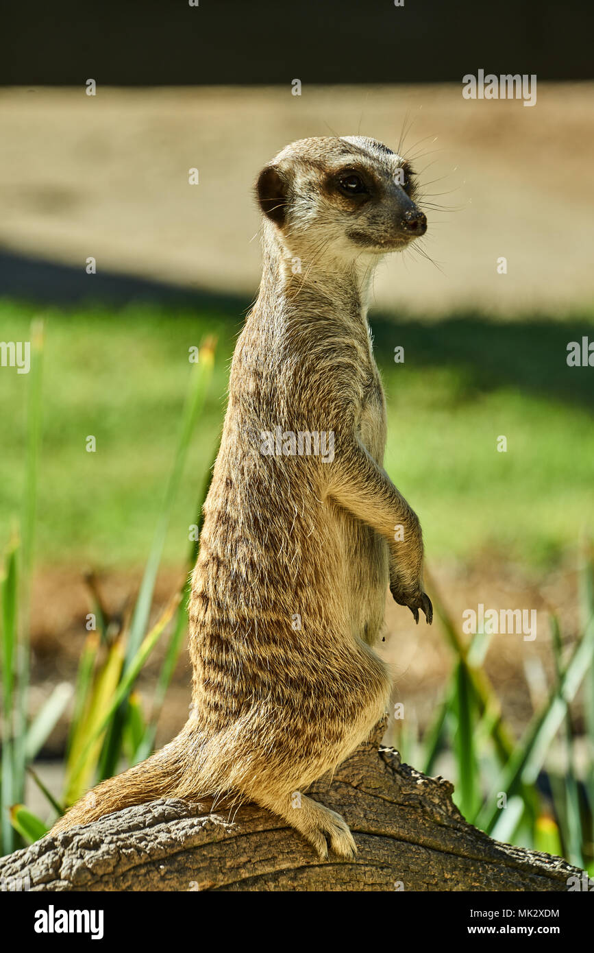 Full length zoo animal animals hi-res stock photography and images - Alamy