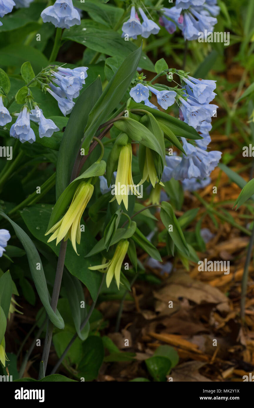 Bellwort in natural setting. Stock Photo