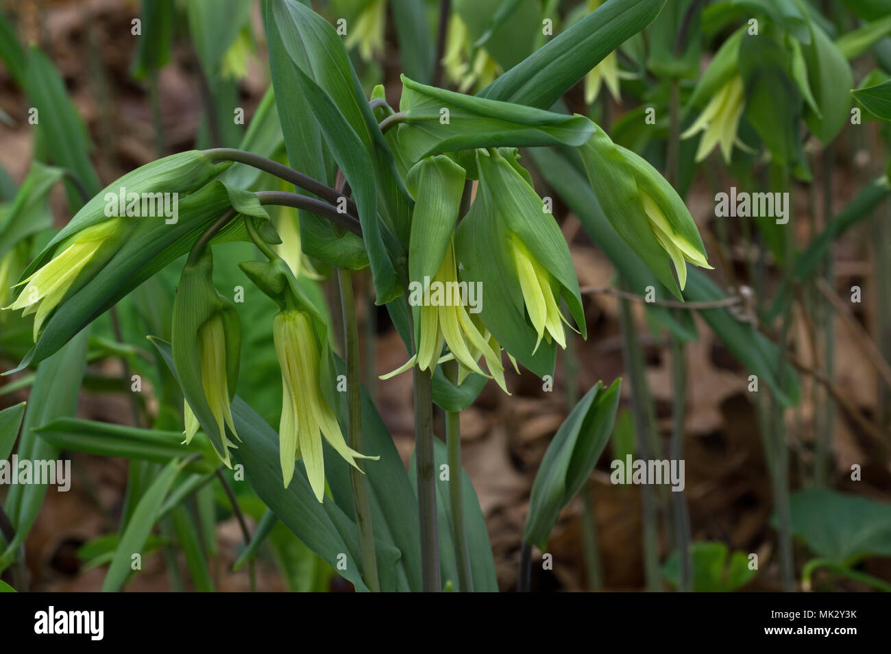 Bellwort in natural setting. Stock Photo