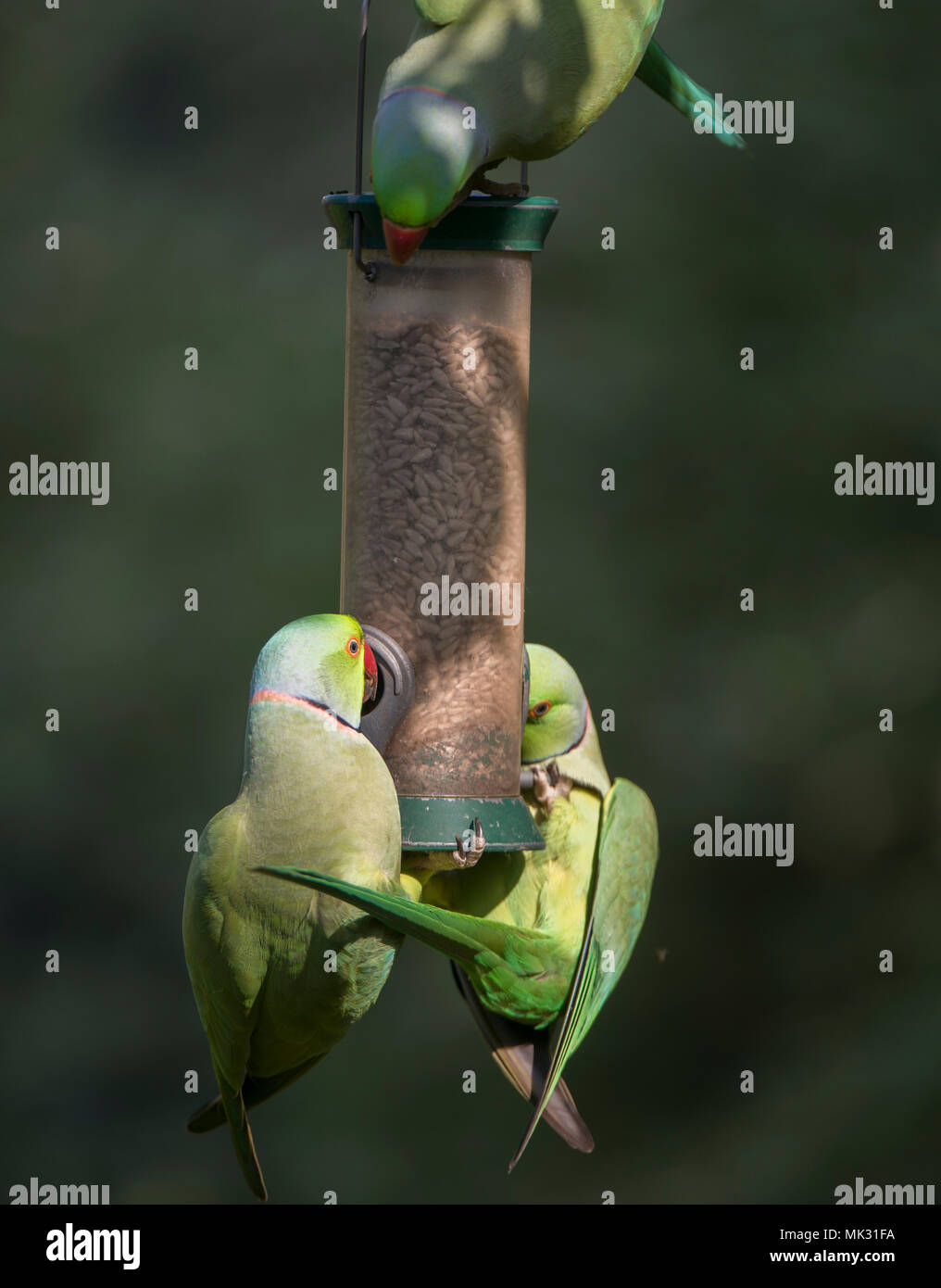 Wimbledon London Uk 6 May 2018 Ring Necked Parakeets