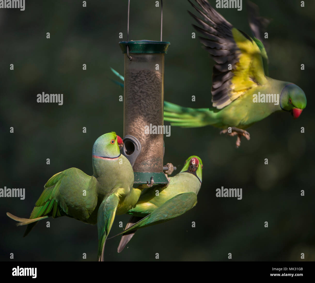 Wimbledon London Uk 6 May 2018 Ring Necked Parakeets