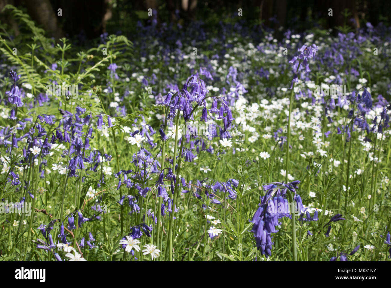 Ranmore, Dorking, Surrey, UK. 6th May 2018. Bluebells and Lesser Stitchwort in woodland at Ranmore near Dorking, Surrey. Credit: Julia Gavin/Alamy Live News Stock Photo