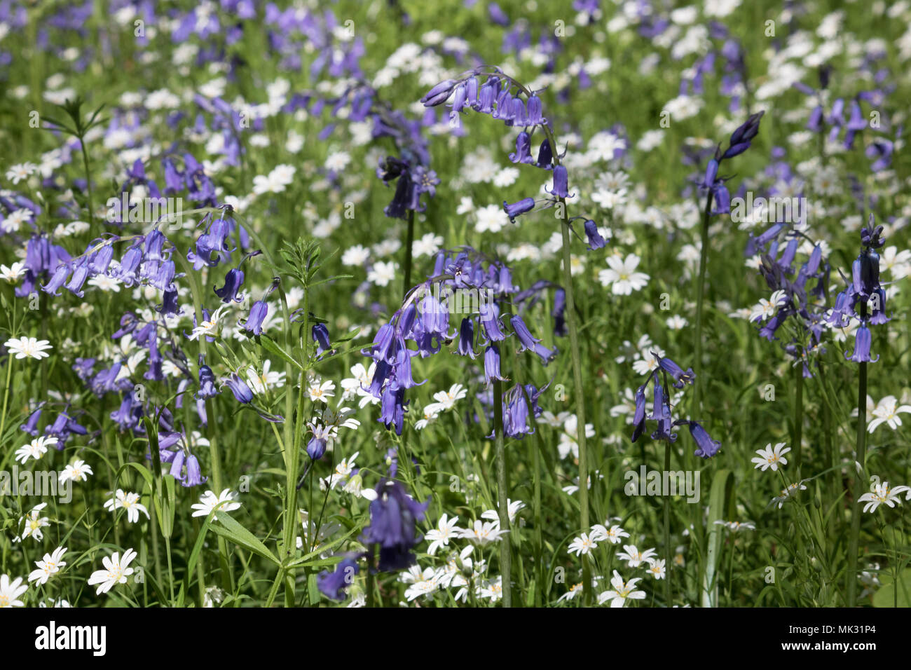 Ranmore, Dorking, Surrey, UK. 6th May 2018. Bluebells and Lesser Stitchwort in woodland at Ranmore near Dorking, Surrey. Credit: Julia Gavin/Alamy Live News Stock Photo