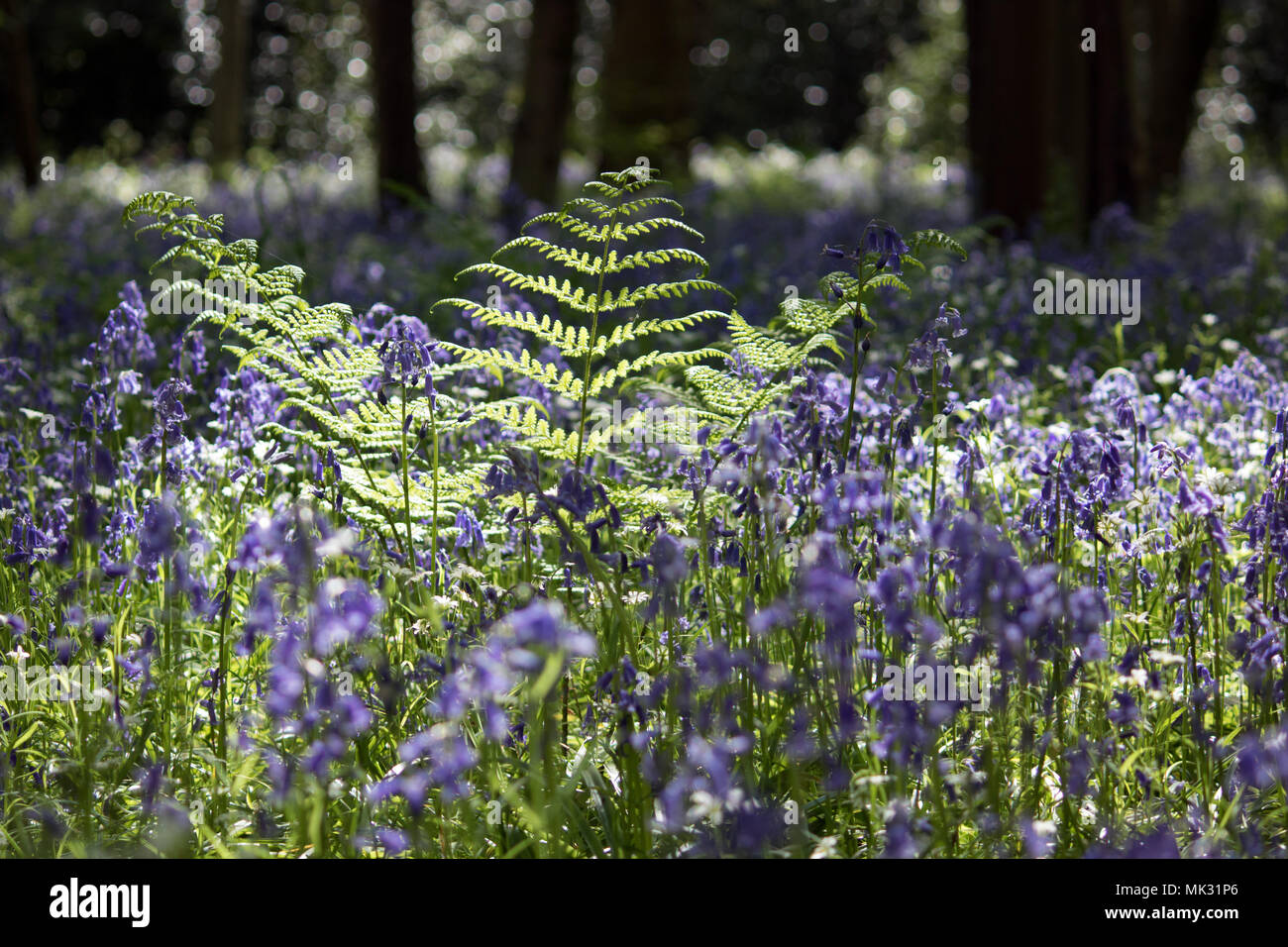 Ranmore, Dorking, Surrey, UK. 6th May 2018. Bluebells and bracken in woodland at Ranmore near Dorking, Surrey. Credit: Julia Gavin/Alamy Live News Stock Photo