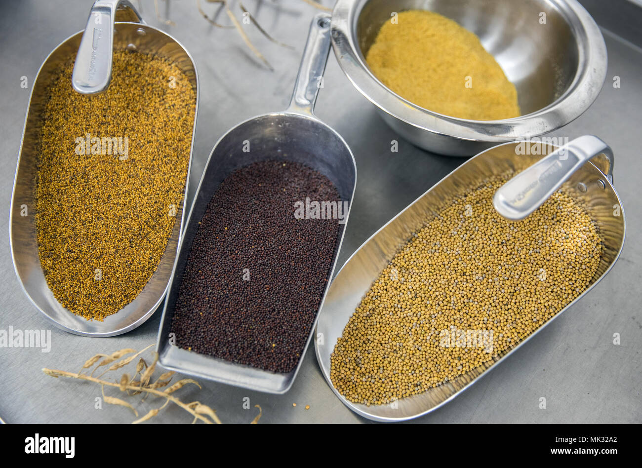 27 April 2018, Germany, Schlemmin Shovels with white, brown and black mustard seeds at the