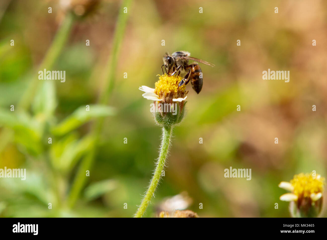 Asuncion, Paraguay. 6th May, 2018. A honey bee (Apis mellifera) feeds the nectar of tridax daisy or coatbuttons (Tridax procumbens) blooming flowers during partly sunny afternoon with temperature high around 30°C in Asuncion, Paraguay. Tridax daisy is native to the tropical Americas and can be found in fields in areas with tropical or semi-tropical climate. Credit: Andre M. Chang/ARDUOPRESS/Alamy Live News Stock Photo
