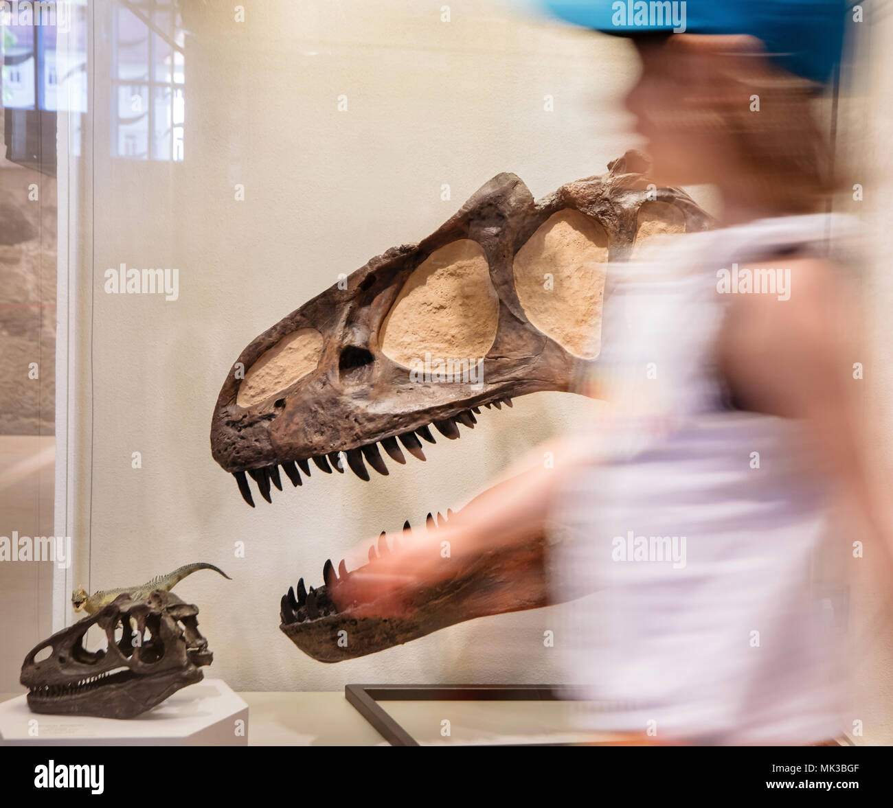 Schleusingen, Deutschland. 06th May, 2018. 06.05.2018, Thuringen, Schleusingen: Allosaurus's skull can be seen in the exhibition 'Living and petrified dinosaurs' in the Museum Schloss Bertholdsburg. Until 28.10.2018 about 300 dinosaur fossils and models will be shown. Credit: Arifoto Ug/Michael Reichel/dpa central image/ZB | usage worldwide/dpa/Alamy Live News Stock Photo