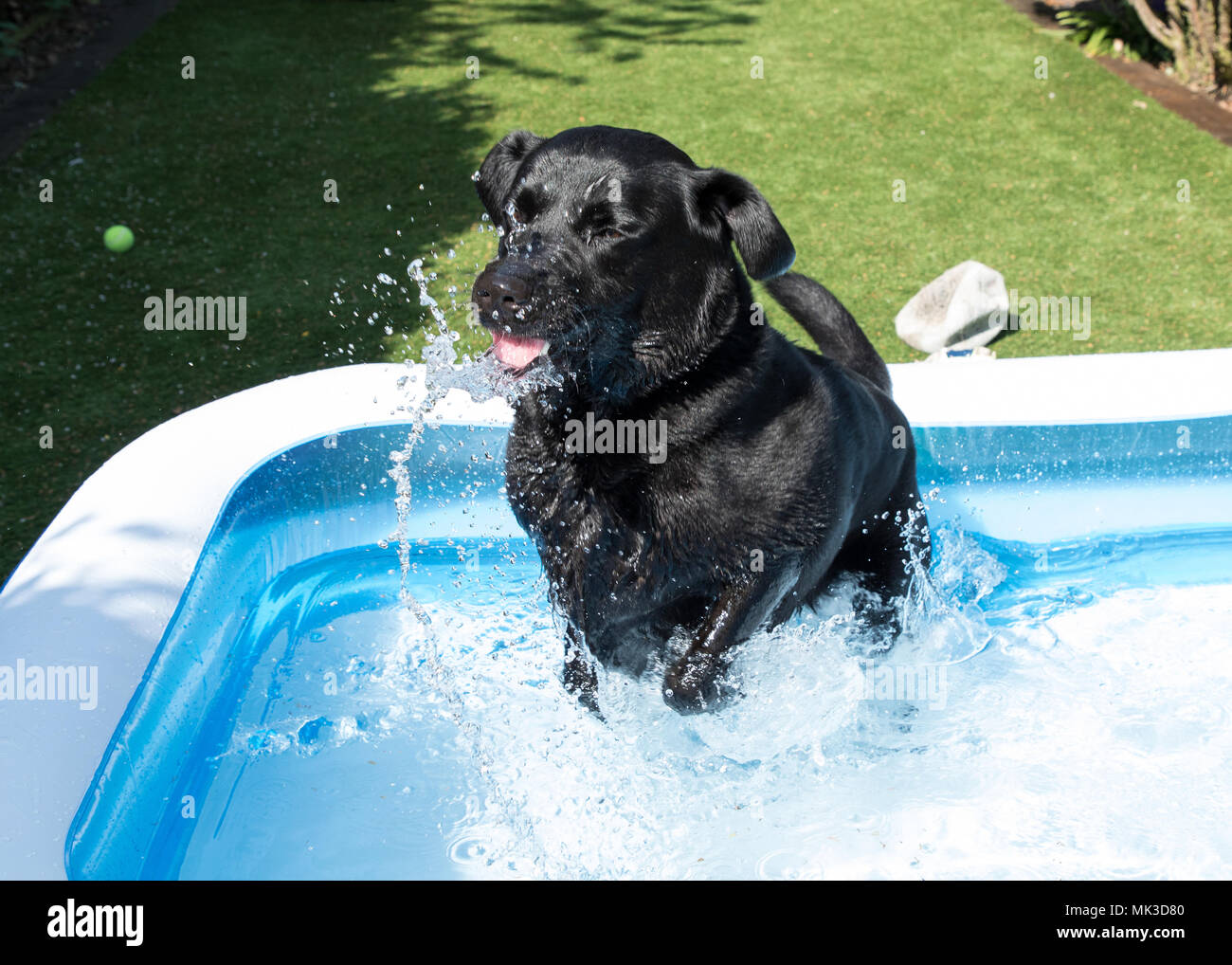 Dog paddling pool hi-res stock photography and images - Page 3 - Alamy
