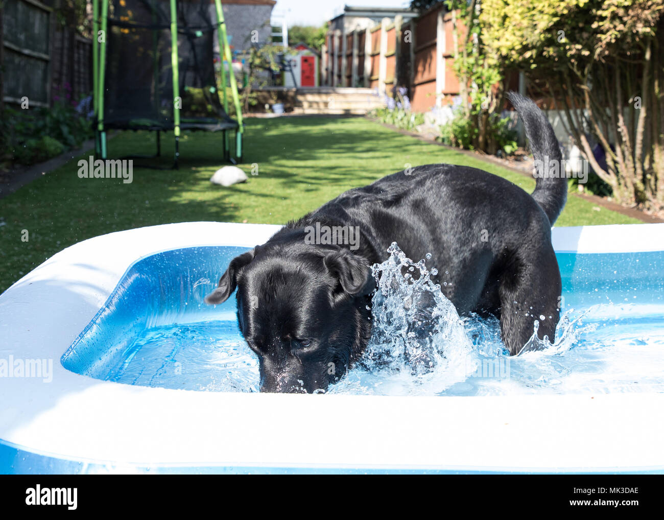 How To Cool Down A Labrador