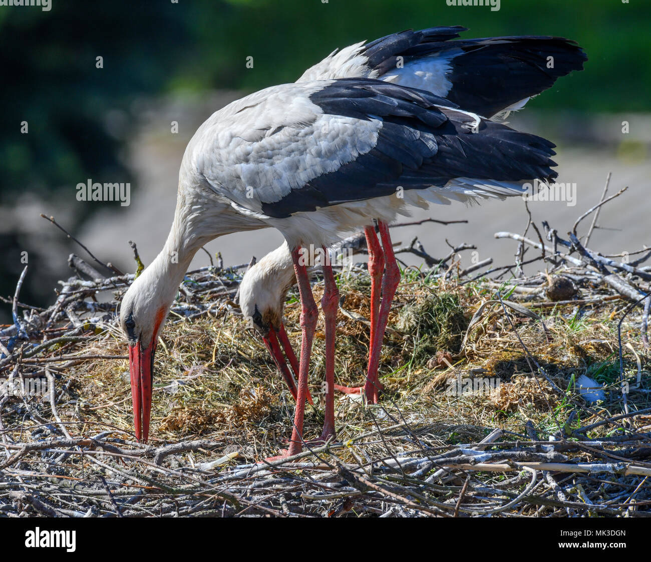 Naturschutzbund Deutschland High Resolution Stock Photography and Images -  Alamy